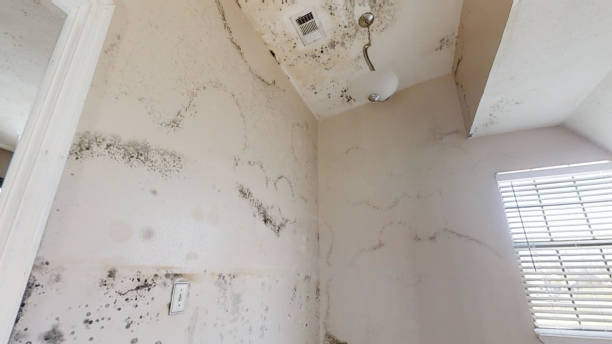 Best Mold Damage Restoration  in Burt, MI