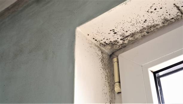 Best Residential Mold Inspection & Testing  in Burt, MI