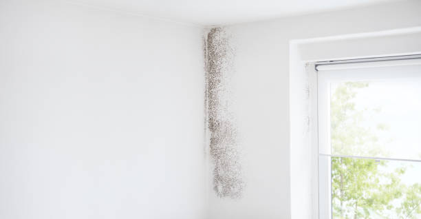 Asbestos and Lead Testing During Mold Inspection in Burt, MI