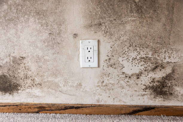 Best Emergency Mold Remediation  in Burt, MI