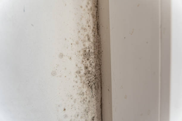 Best Air Quality Testing for Mold Spores  in Burt, MI